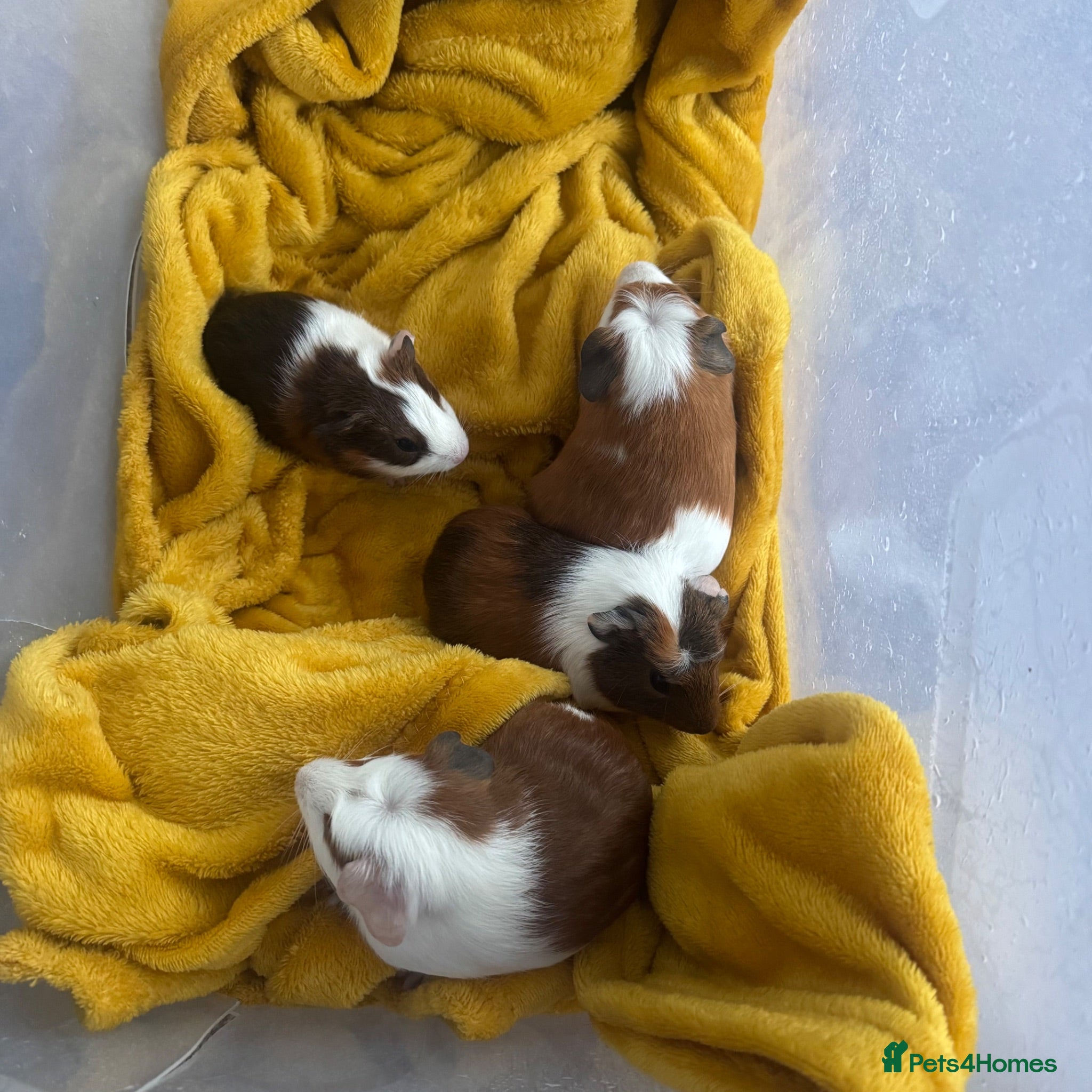 Guinea Pig rodents Adorable guineas ready 3rd July - sows&boars - Advert 5