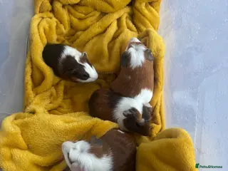 Guinea Pig rodents Adorable guineas ready 3rd July - sows&boars - Advert 5