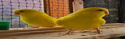 Budgerigars birds for sale: Young Budgies: Semi-tamed Lutino & Albino for sale - Advert 12
