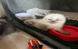 Perdoll cats for sale: Perdolls x2  - Image 9