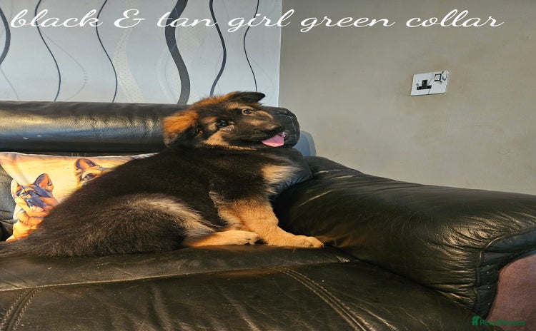 German Shepherd dogs - Advert 3