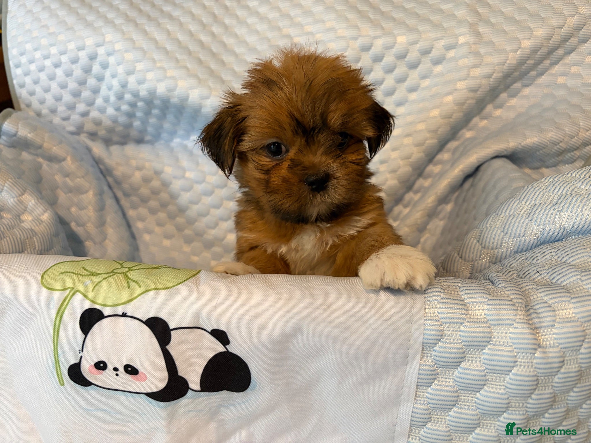 Lhasa Apso dogs Kc Lhasa pup Ready To Go 11/9/26 - Advert 5