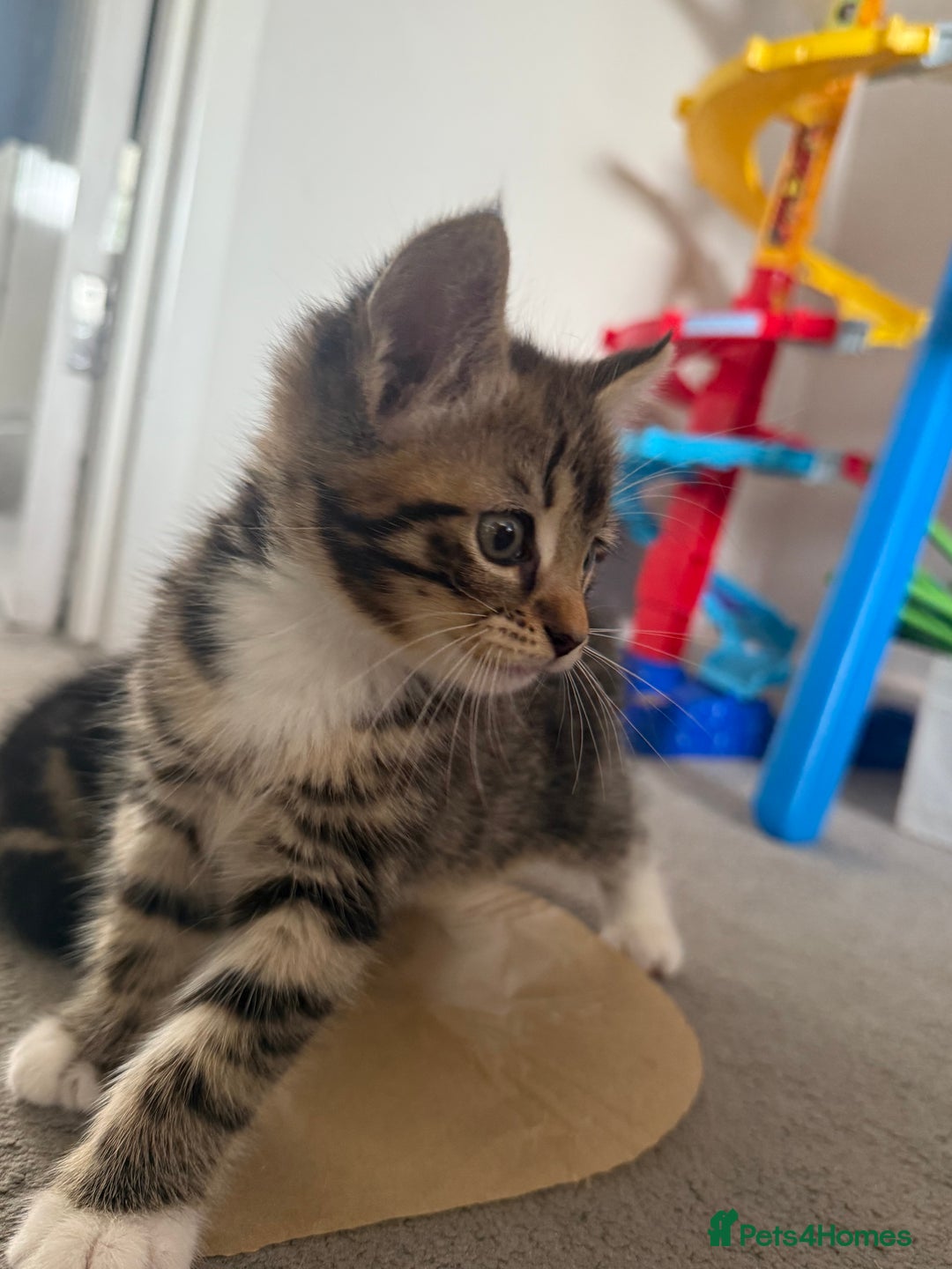 Mixed Breed cats for sale: Kittens  - Image 1