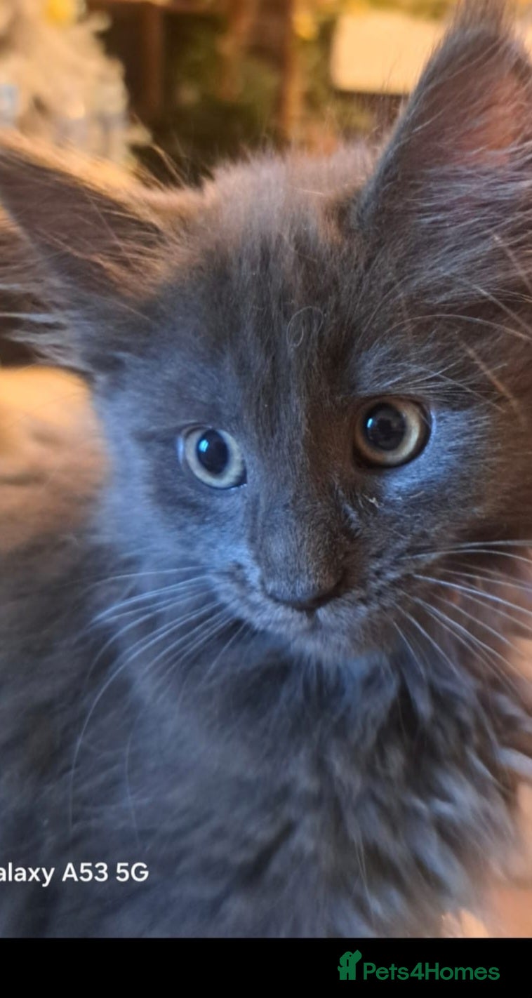 Maine Coon cats GCCF registered Blue  Maine coon litter  - Advert 17