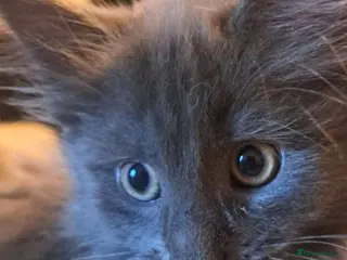 Maine Coon cats GCCF registered Blue Maine coon litter - Advert 17