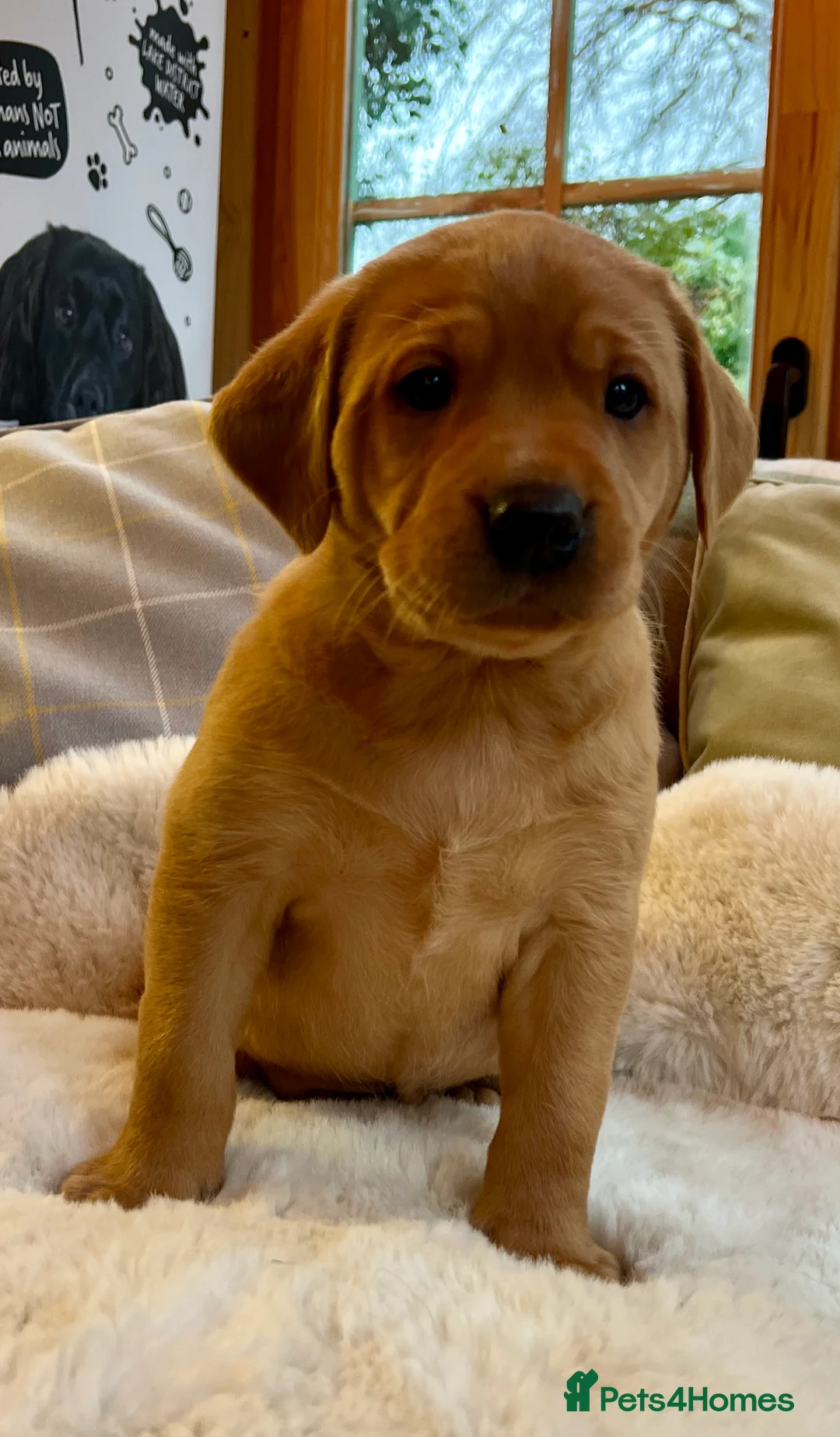 Labrador Retriever dogs for sale: KC reg fox red Labradors  - Advert 14