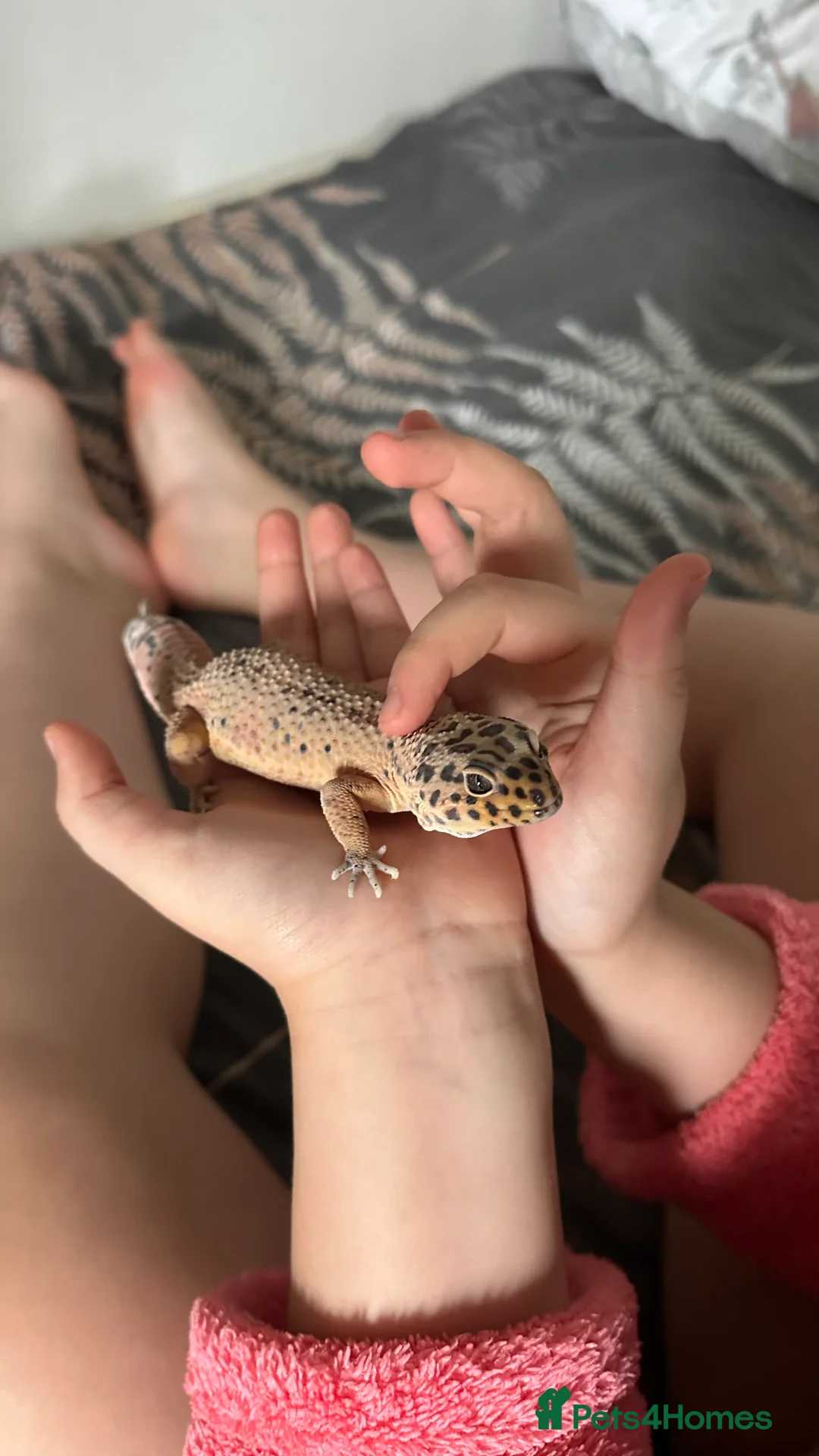 Leopard Gecko reptiles for sale: Young male Leopard Gecko - Advert 8