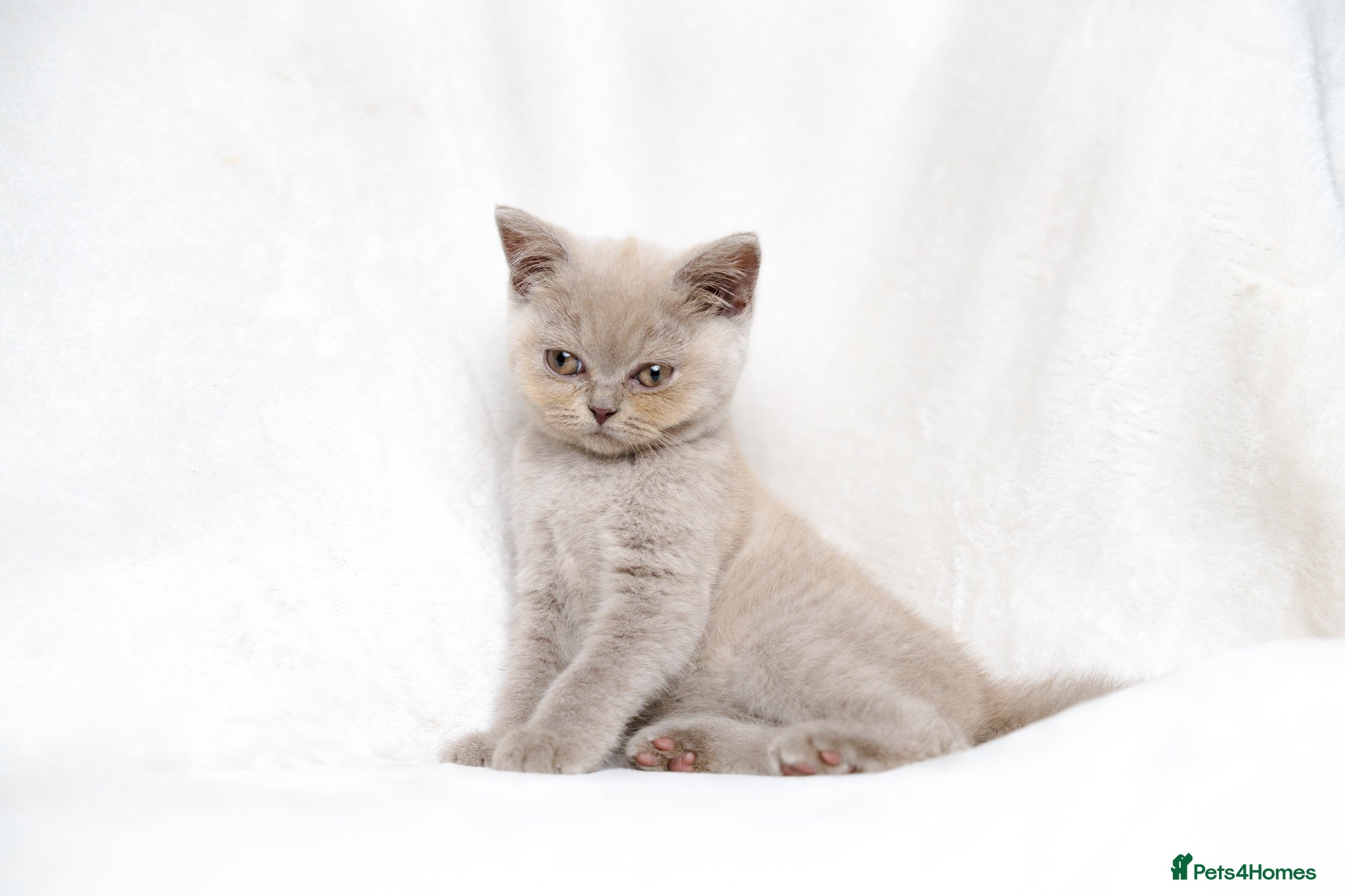British Shorthair cats Champagne Lilac/Fawn British Shorthair Kittens 💜 - Advert 4