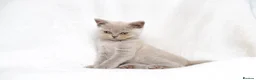 British Shorthair cats for sale: Champagne Lilac/Fawn British Shorthair Kittens 💜 - Advert 6