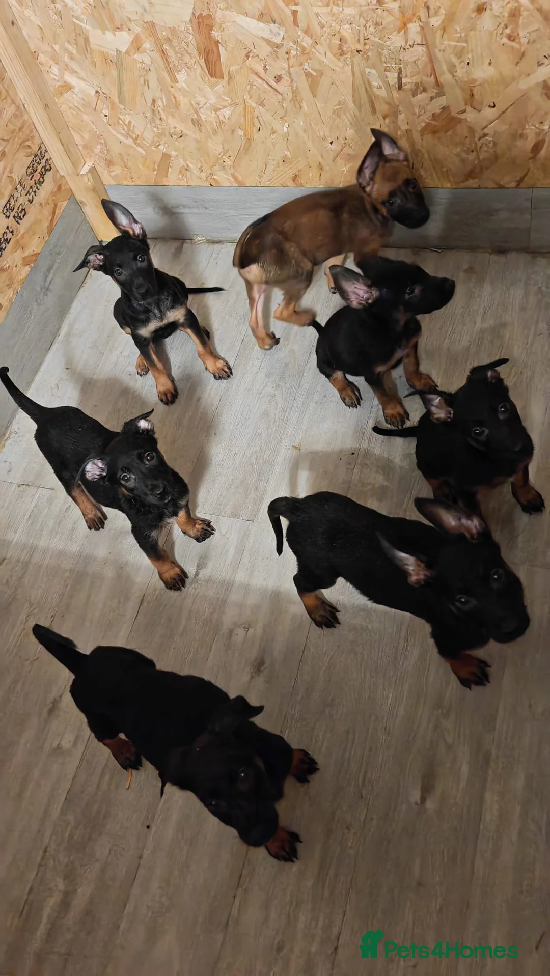 Belgian Shepherd Dog dogs for sale: Dutch Shepherd Puppies for Sale – Black Brown - Advert 2