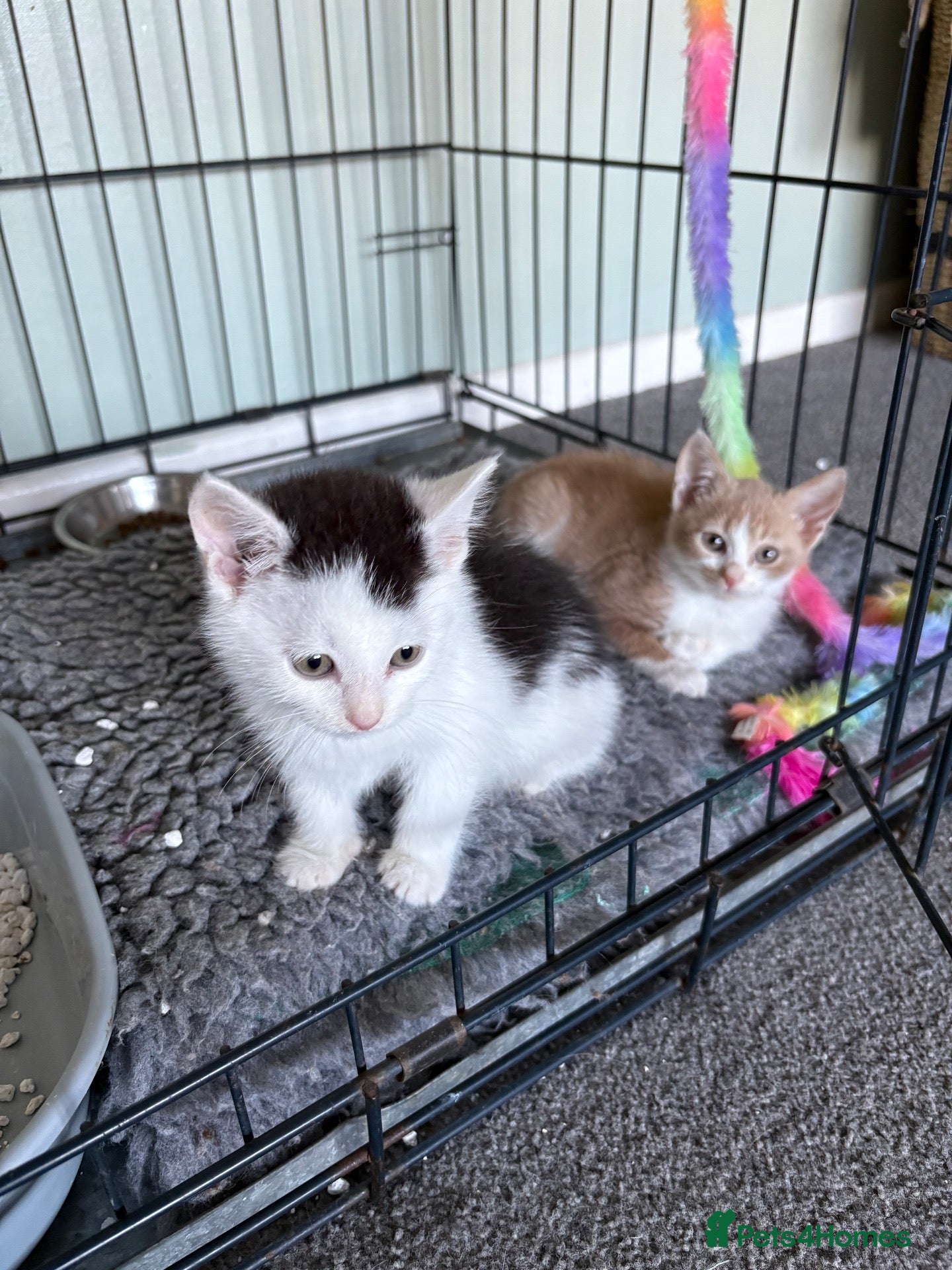 Mixed Breed cats Kittens for sale - Advert 9