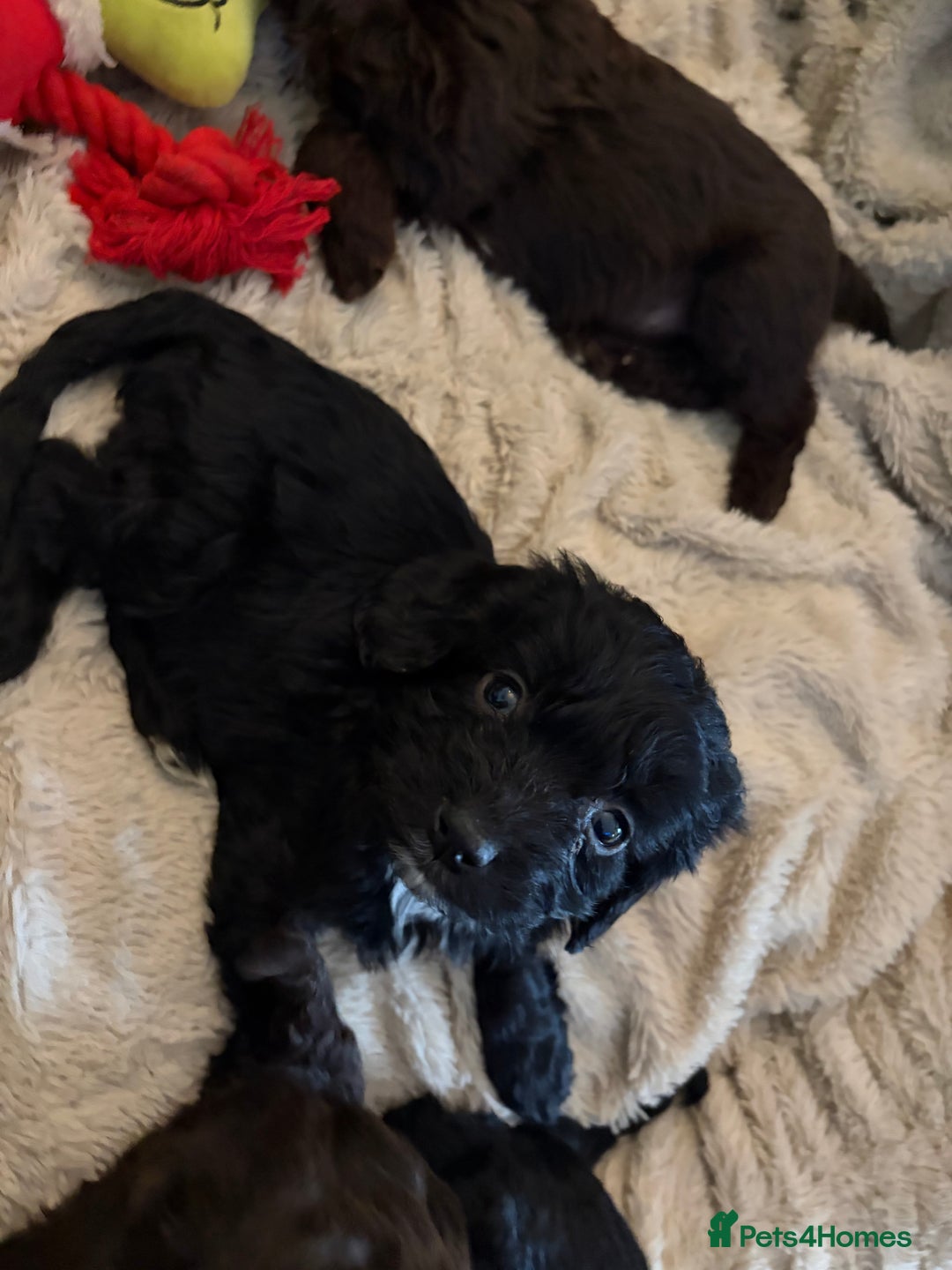 Cockapoo dogs for sale: Beautiful litter of Cockapoo puppies F1 - Advert 9