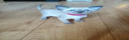 Siamese cats for sale: Gorgeous Siamese kittens!!! - Advert 23