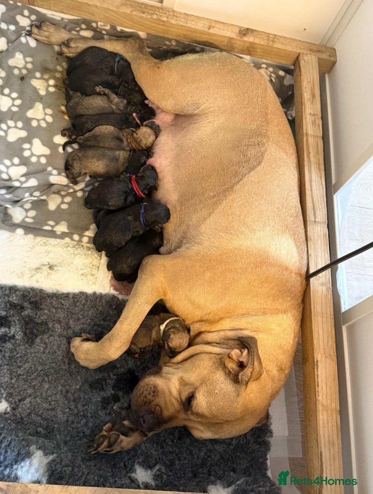 Mixed Breed dogs 1 GIRL, 2 BOYS! Bullmastiff x Rottweiler puppies - Advert 3