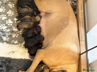 Mixed Breed dogs Gorgeous bullmastiff x Rottweiler puppies - Advert 1