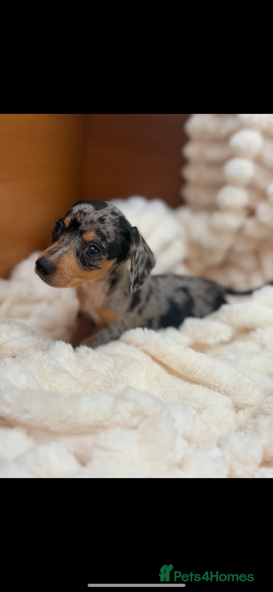 Jackshund dogs Jackshund Puppies 🐶 - Advert 5