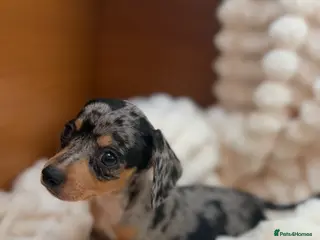 Jackshund dogs Jackshund Puppies 🐶 - Advert 14