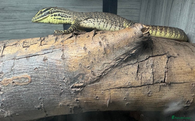 Monitor reptiles - Advert 1