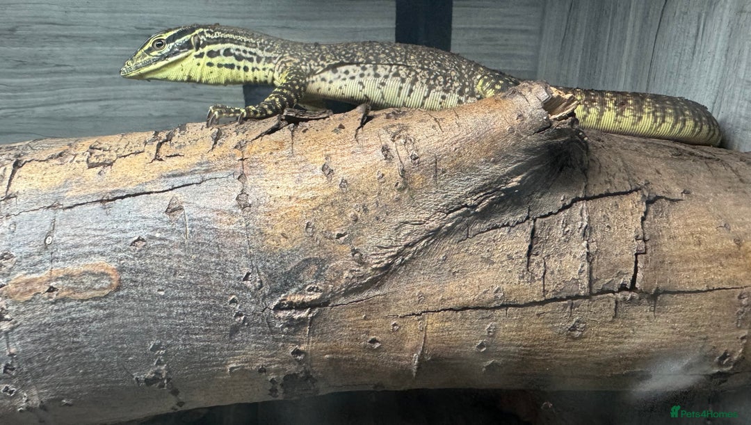 Monitor reptiles for sale: Argus & Bosc monitor for sale  - Image 1