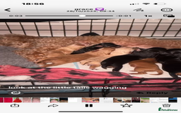 Cavapoochon dogs for sale: ⭐️⭐️5 star homes wanted for these gorgeous pups  - Image 7