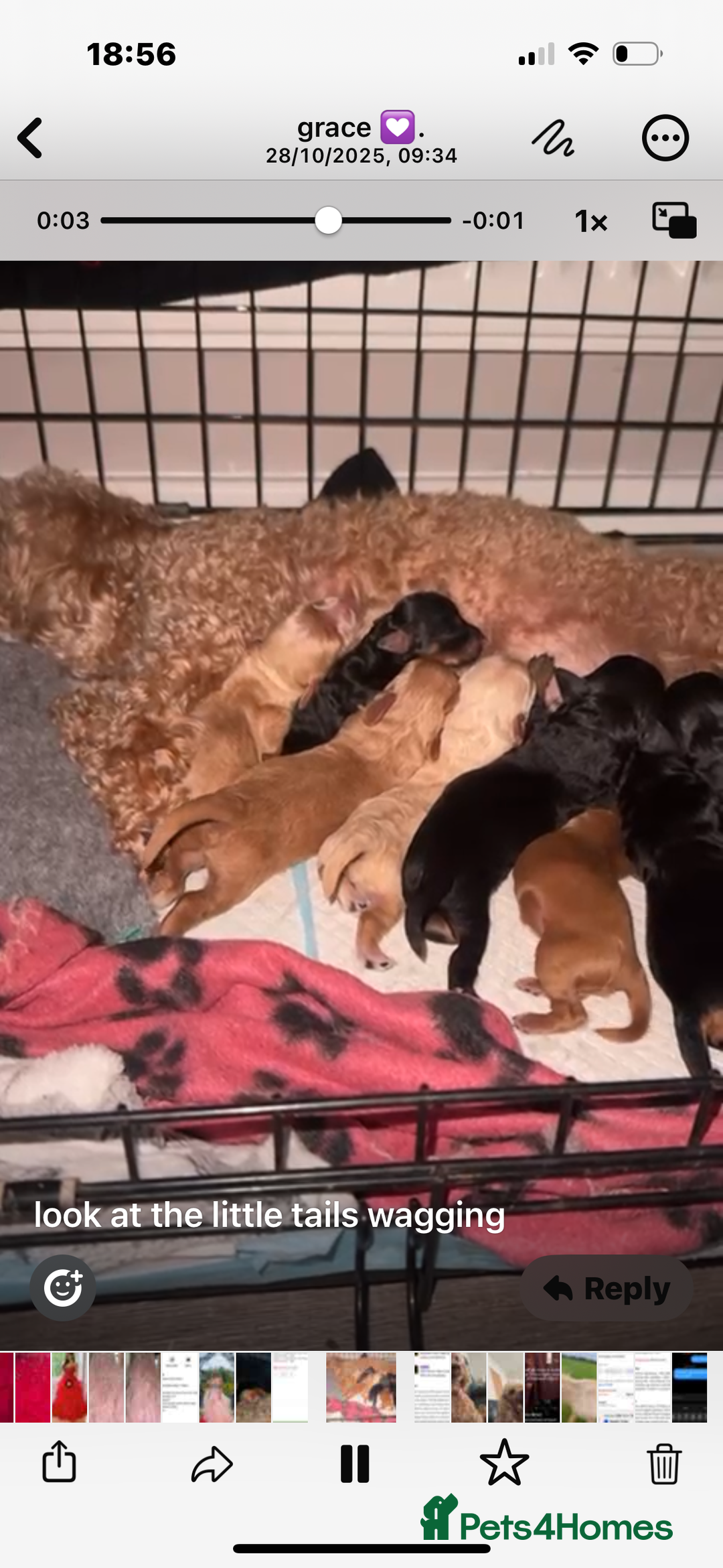 Cavapoochon dogs for sale: ⭐️⭐️5 star homes wanted for these gorgeous pups  - Image 7