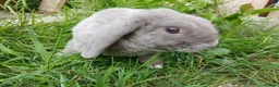 Mini Lop rabbits for sale: Plush Mini lop - Advert 4