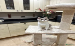 British Shorthair cats for sale: FULL PEDIGREE, REGISTERED BSH - Image 27