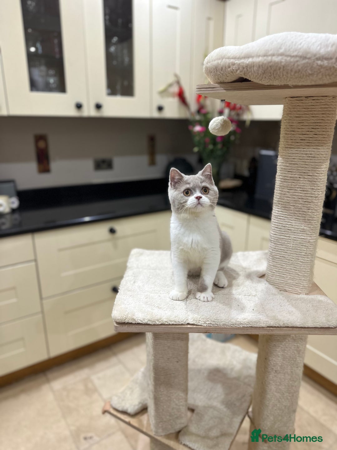 British Shorthair cats for sale: FULL PEDIGREE, REGISTERED BSH - Image 27