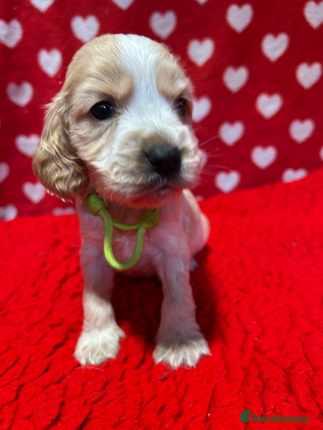 Cocker Spaniel dogs for sale: KC Registered show type cocker spaniel puppies.  - Advert 25