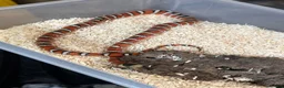 Corn Snake reptiles for sale: Various corn snakes/colubrids at urban exotics  - Advert 16