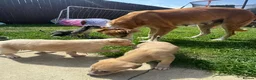 Lurcher dogs for sale: Beautiful Saluki Greyhound Puppies in Bishop Auckland - Advert 3