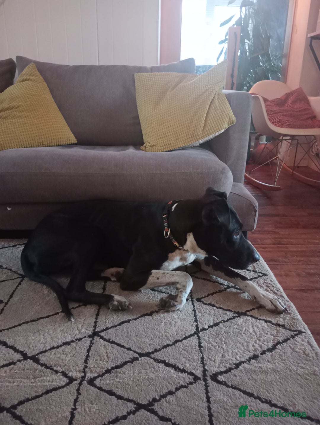 Mixed Breed dogs for sale: Adventurous Loving Female Bull Lurcher - Advert 2