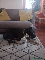 Mixed Breed dogs Adventurous Loving Female Bull Lurcher - Advert 5