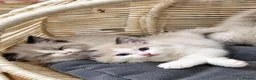 Ragdoll cats for sale: Bicolour ragdoll kittens (males) - Advert 1