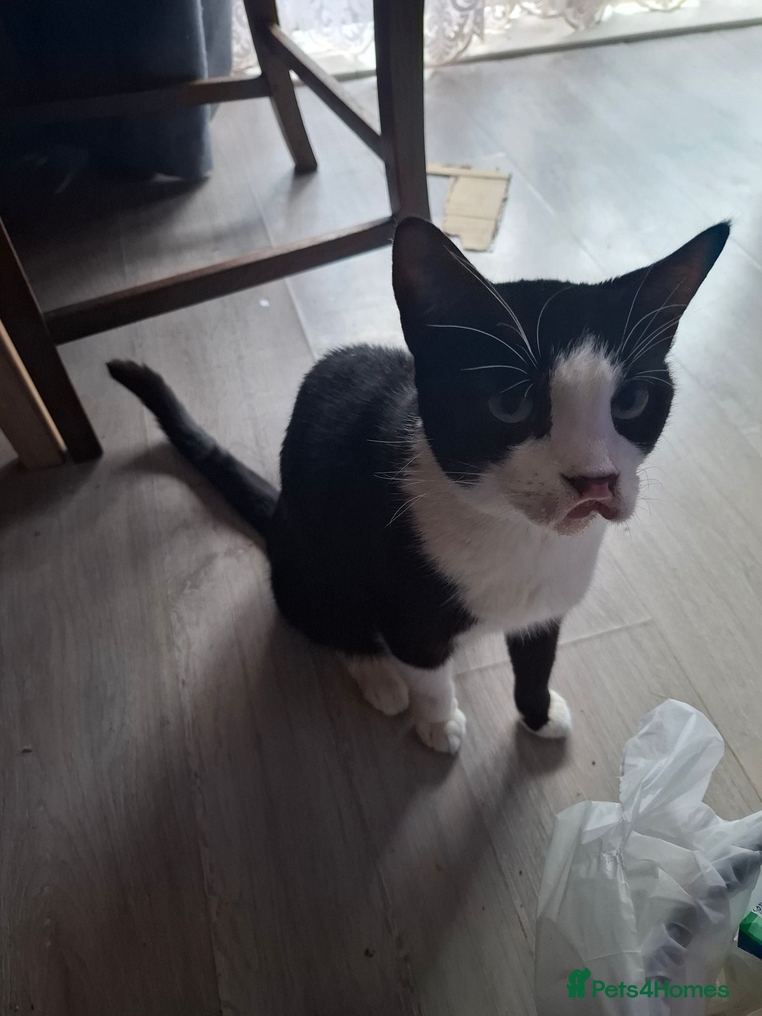 Mixed Breed cats Great kitties - Advert 4