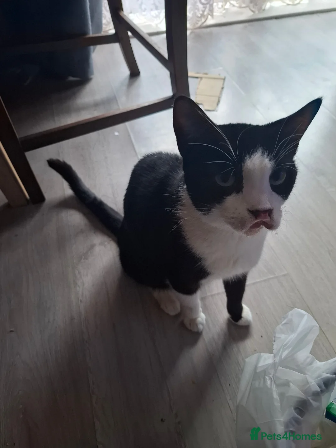 Mixed Breed cats for sale: Great kitties - Advert 1