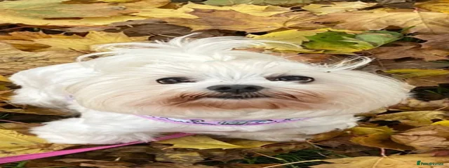 Phoebe