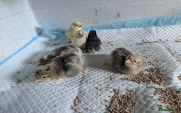 Chickens poultry for sale: Hybrid chicken chicks - hand reared - Image 2