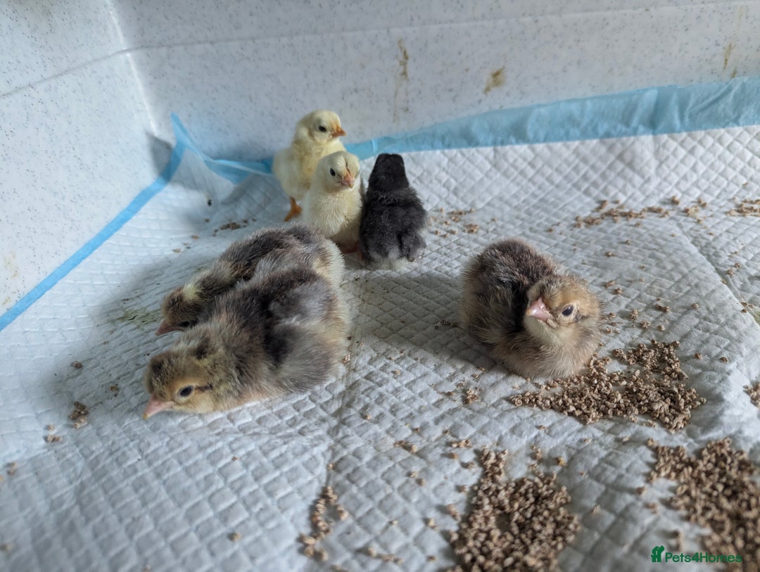 Chickens poultry for sale: Hybrid chicken chicks - hand reared - Image 2