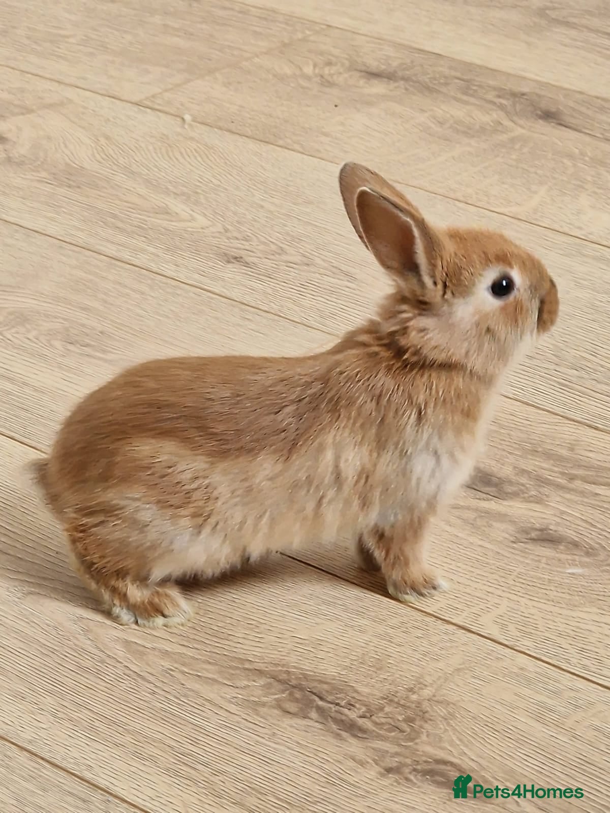 Mini Lop rabbits Adorable Rabbit Kits Looking for a Loving Home 🐰 - Advert 21