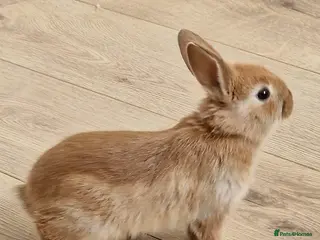 Mini Lop rabbits Adorable Rabbit Kits Looking for a Loving Home 🐰 - Advert 21