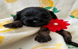Cavapoo dogs for sale: Cavapoos born to EXTENSIVELY HEALTH TESTED PARENTS - Image 3