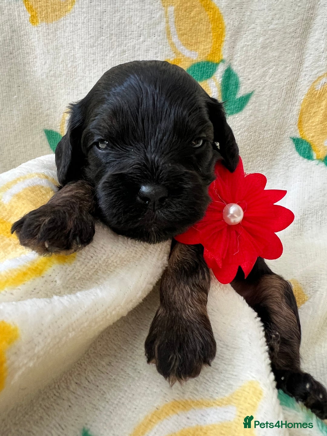Cavapoo dogs for sale: Cavapoos born to EXTENSIVELY HEALTH TESTED PARENTS - Image 3