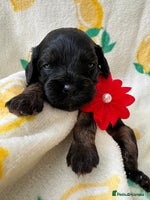 Cavapoo dogs - Advert 9
