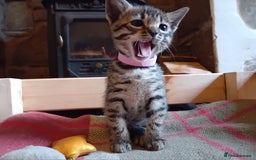 Bengal cats for sale: 6 Stunning Bengal Cross Kittens – Ready 31/10/2025 - Image 7