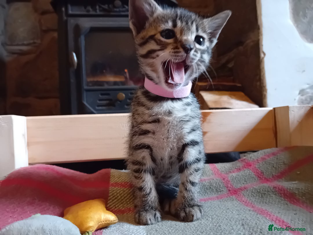 Bengal cats for sale: 6 Stunning Bengal Cross Kittens – Ready 31/10/2025 - Image 7