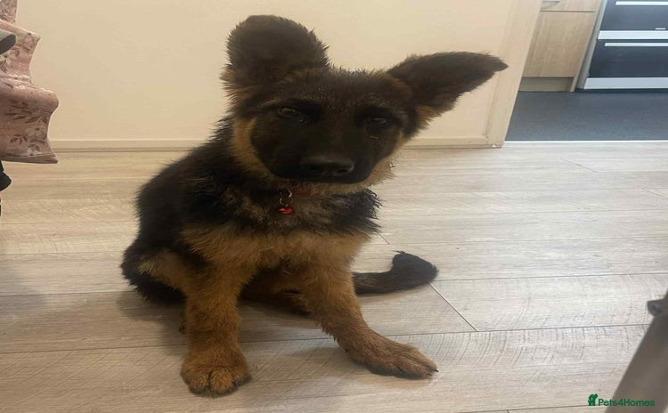 German Shepherd dogs German shepherd  - Advert 1