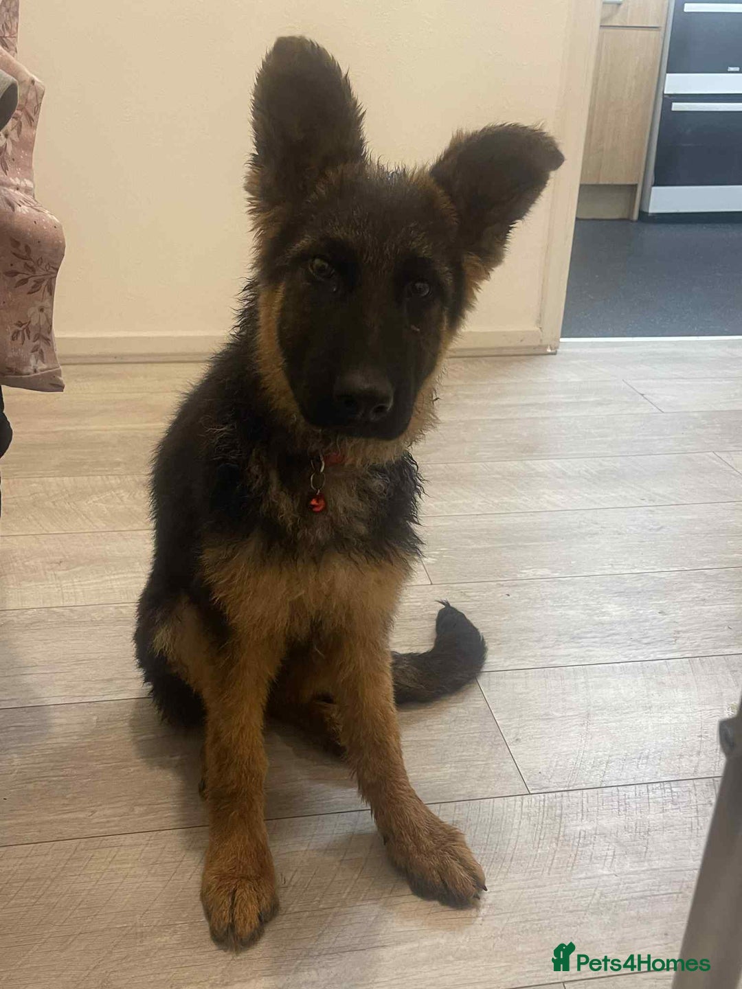 German Shepherd dogs for sale: German shepherd  - Advert 1