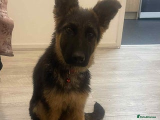 German Shepherd dogs German shepherd - Advert 1