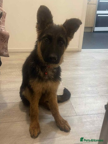 German Shepherd dogs German shepherd - Advert 1